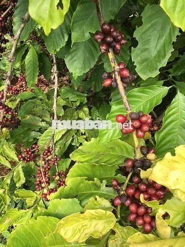Cần bán 4.5 xào đất buôn ma thuột nông nghiệp