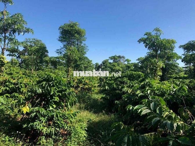 Cần bán 4.5 xào đất buôn ma thuột nông nghiệp