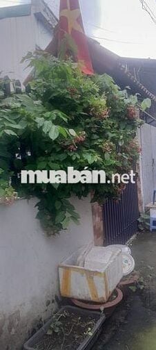 Cho Thuê Nhà Nguyên Căn  4 phòng ngủ, gần Go Dĩ An, Ql1k, Thủ Đức