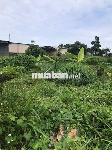 ĐẤT CHÍNH CHỦ - BÁN 2 LÔ LIỀN KỀ - Phường Phước Bình, Tỉnh Đồng Nai