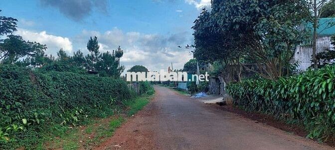 Bán đất tặng nhà cấp 4 ngay trung tâm p2