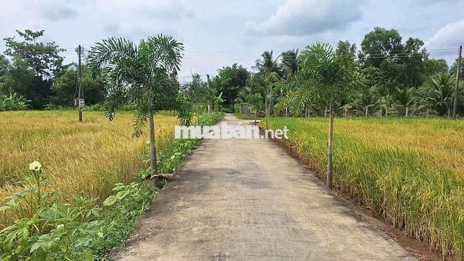 Đất thổ cư Thủ Thừa Long An cũ