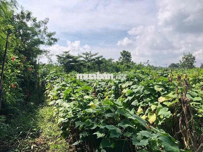 Bán đất nghỉ dưỡng 3000m2 chỉ 450tr/1 sào. View hồ mát mẽ quanh năm
