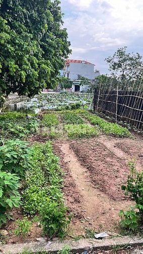 Bán đất ở siêu vip 1 mặt đường  nhựa 6 m , một mặt ao Sen  Bán đất ở siêu vip 1 mặt đường  nhựa 6 m , một mặt ao Sen