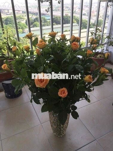 Bán chung cư quân đội K33,Long Biên,DT 76m,2 PN,hơn 4 tỷ.