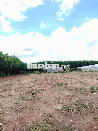 Bấn đất sào TPHCM mới, 1706,5m2, đúng giá 430 triệu.