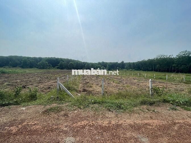 Bấn đất sào TPHCM mới, 1706,5m2, đúng giá 430 triệu.