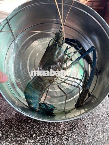ĐẤT THỔ CƯ MẶT TIỀN LỘ 61C GIÁ CỰC RẺ