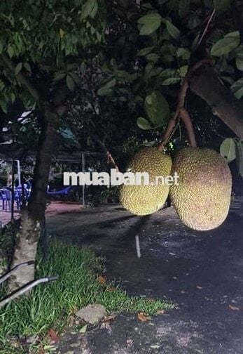 Cho thuê nhà vườn Thới Tam Thôn, Hóc Môn