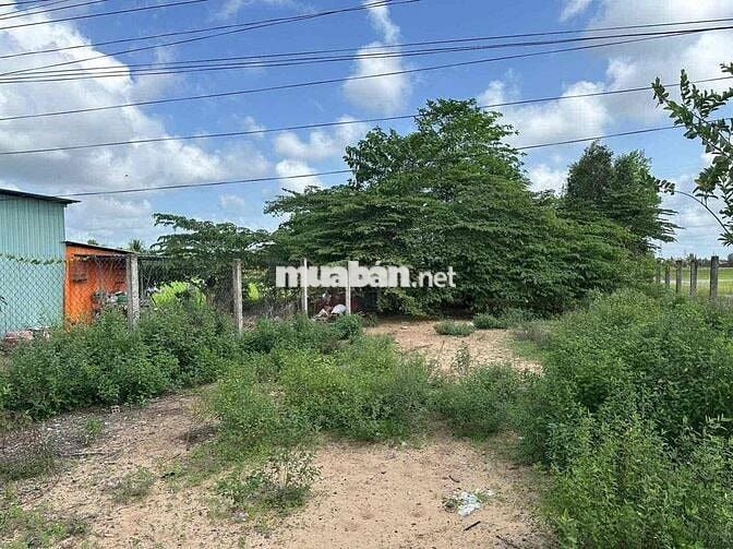 🌈 485m² thổ cư nhựa Nhựt Chánh. Cách uỷ ban 200m