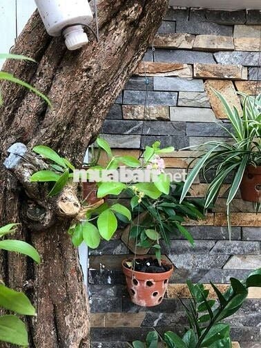 Cho thuê nhà1tr 3lầu hẻm đường  Ba Cu Vũng Tàu