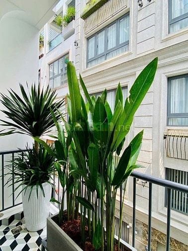 Cô mai về quê sinh sống bán gấp căn nhà ở Chu Văn An, P.12, Bình Thạnh