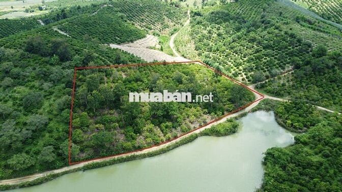 Đất view hồ 5,5 sào cà phê đẹp gần đường hầm Đà Lạt