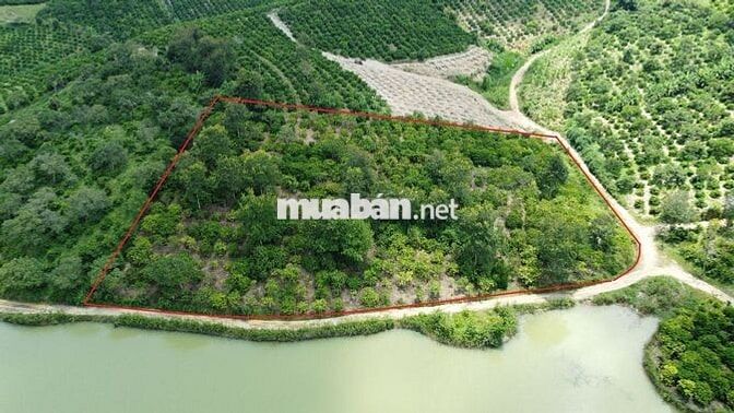 Đất view hồ 5,5 sào cà phê đẹp gần đường hầm Đà Lạt