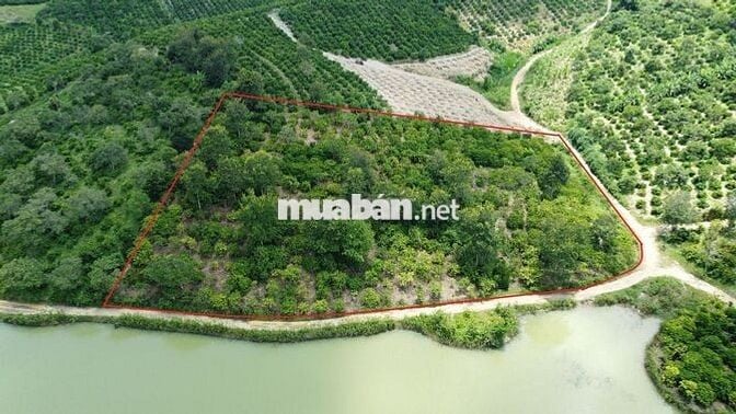 Đất view hồ 5,5 sào cà phê đẹp gần đường hầm Đà Lạt