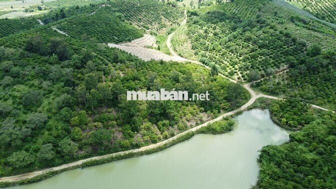 Đất view hồ 5,5 sào cà phê đẹp gần đường hầm Đà Lạt