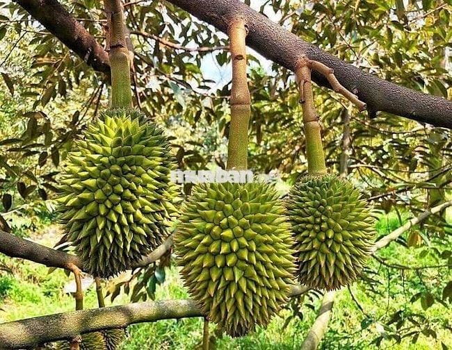 Bán Nhà Vườn 3000m2 Cẩm Mỹ,  Đồng Nai có dòng tiền thu nhập hàng tháng