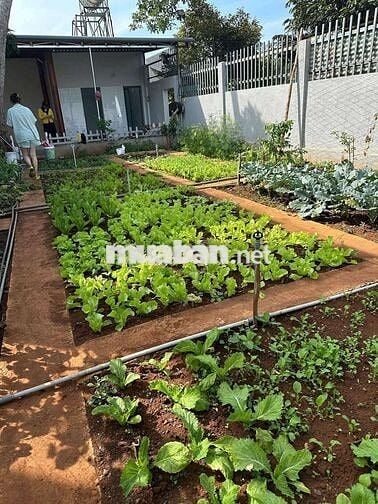 Bán Nhà Vườn 3000m2 Cẩm Mỹ,  Đồng Nai có dòng tiền thu nhập hàng tháng