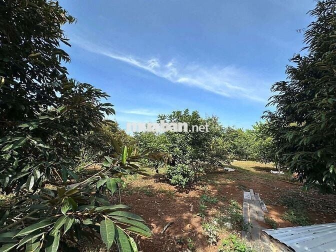 Bán Nhà Vườn 3000m2 Cẩm Mỹ,  Đồng Nai có dòng tiền thu nhập hàng tháng