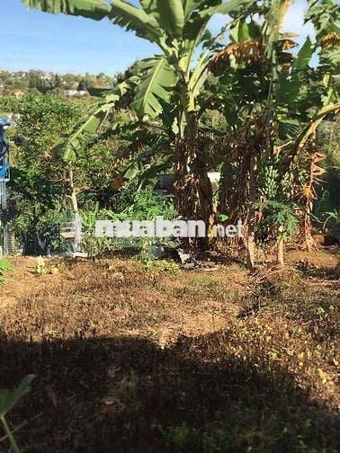 nhà cấp 4, dt đất 300m2, đường trần phú //