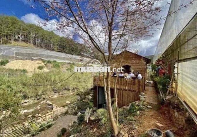 Chú Nợ Ngân Hàng Bán Homestay Có Nhà Sẵn Thị Trấn Lạc Dương Có 200m2