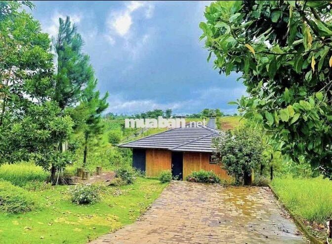 Chú Nợ Ngân Hàng Bán Homestay Có Nhà Sẵn Thị Trấn Lạc Dương Có 200m2