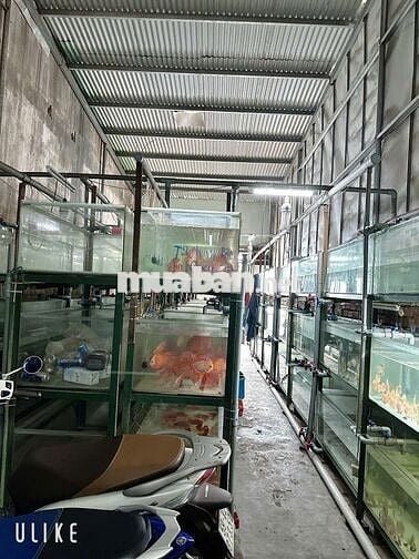 Chỉ 70tr/m2 Lô Đất Đẹp 4,1X29m Hẻm xe hơi 1 Trục Lê Đức Thọ P13 Gò Vấp