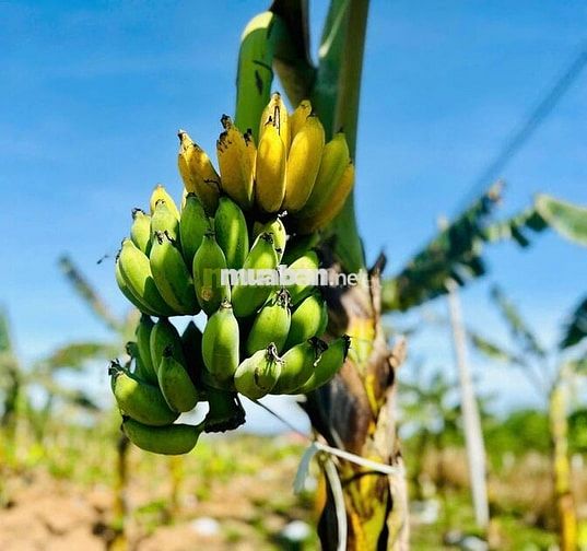 ĐẤT NỀN FULL THỔ, ĐƯỜNG QUY HOẠCH 24M TẠI XUÂN PHÚ- EA KAR- DAKLAK