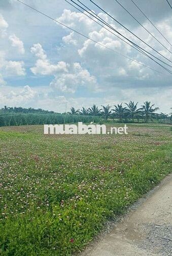 Đất đẹp ngay biển Tân Điền Beach xã Tân Điền ,Gò Công Đông,Tiền Giang