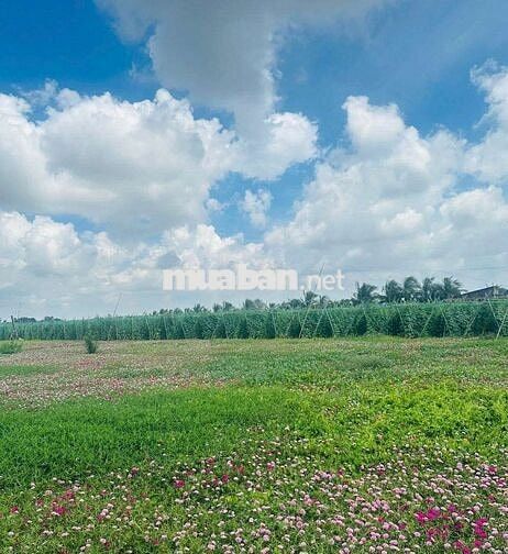Đất đẹp ngay biển Tân Điền Beach xã Tân Điền ,Gò Công Đông,Tiền Giang