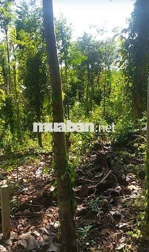 Đất 2000m2( 2 xào)  X.Thanh Sơn H.Định Quán T.Đồng Nai