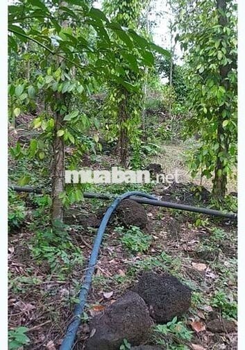 Đất 2000m2( 2 xào)  X.Thanh Sơn H.Định Quán T.Đồng Nai