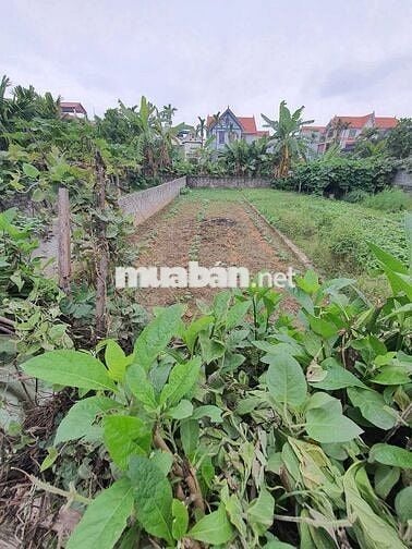 Chính chủ bán đất Hồng Vân Thường Tín ( sát Ninh Sở)