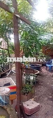 Mặt bằng kinh doanh 150m2 cống hợp số 4 tx 52