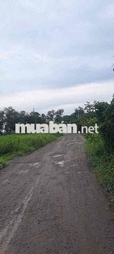 ĐẤT TRỒNG CÂY LÂU NĂM MẶT TIỀN ĐƯỜNG TX.25,ĐƯỜNG ĐÁ 8m