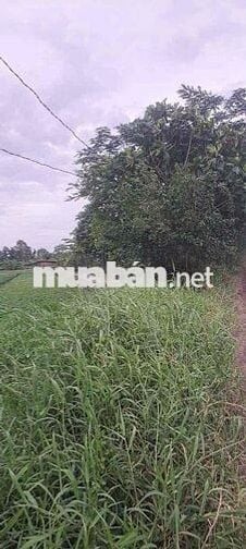 ĐẤT TRỒNG CÂY LÂU NĂM MẶT TIỀN ĐƯỜNG TX.25,ĐƯỜNG ĐÁ 8m