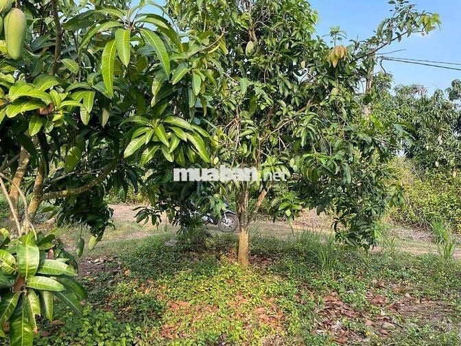 Chỉ 410 triệu sở hữu ngay 1 sào đất đẹp tại Định Quán