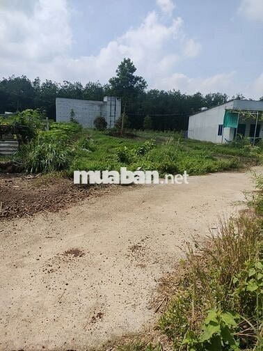 BÁN GẤP ĐẤT SẴN THỔ CƯ ,MINH HƯNG,CHƠN THÀNH,NGAY KCN GIÁ CHỈ 225TR