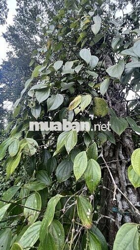 Bán đất 1 ha xã Đăk Song, tỉnh Lâm Đồng bám dọc mặt đường lớn(7m)