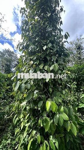 Bán đất 1 ha xã Đăk Song, tỉnh Lâm Đồng bám dọc mặt đường lớn(7m)