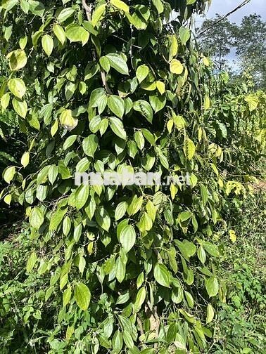 Bán đất 1 ha xã Đăk Song, tỉnh Lâm Đồng bám dọc mặt đường lớn(7m)
