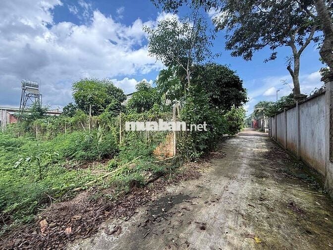 Bán đất thổ cư sổ riêng 162,5m2 ngang 6,5m sát QL1A,Xuân Lộc,Đồng Nai
