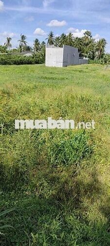 CHÍNH CHỦ BÁN TẠI Xã Tân Mỹ, Trà Ôn, Vĩnh Long nay là xã Trà Côn