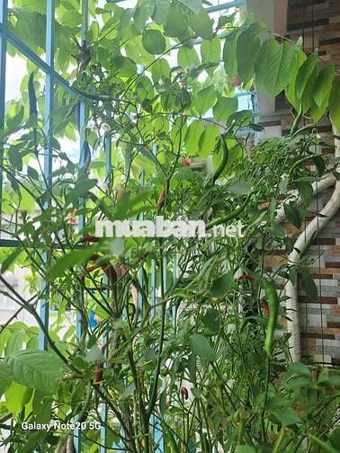 Cho thuê chung cư trung tâm quận 5
