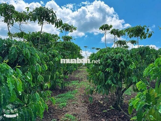 Đất thổ cư Lộc Đức - view núi 1 sào (15mx65m) mặt đường nhựa chỉ 900tr