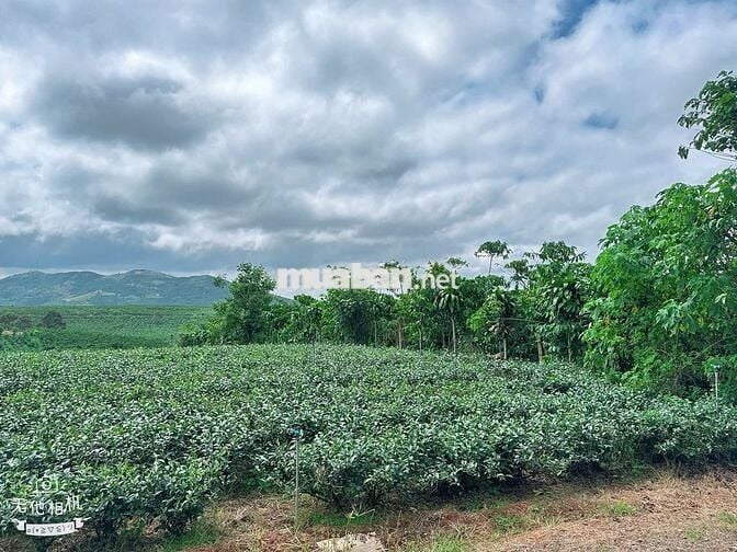 Đất thổ cư Lộc Đức - view núi 1 sào (15mx65m) mặt đường nhựa chỉ 900tr