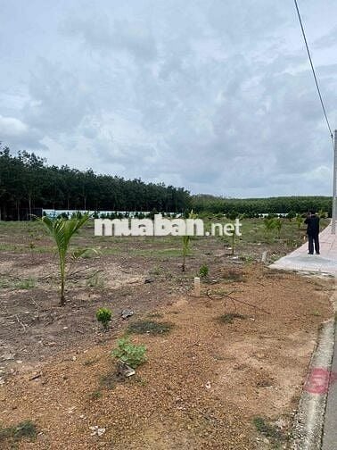 Bán lô đất 2500 m2 nở hậu 28m2 ngay Phú Giáo - TP. HCM giá ngộp