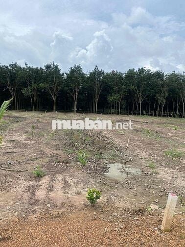 Bán lô đất 2500 m2 nở hậu 28m2 ngay Phú Giáo - TP. HCM giá ngộp
