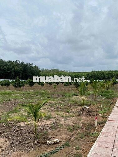 Bán lô đất 2500 m2 nở hậu 28m2 ngay Phú Giáo - TP. HCM giá ngộp