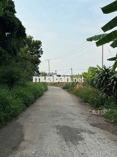 Đất vườn đẹp giá mềm gần Trảng Bom sẵn hàng cây ăn trái cổ thụ